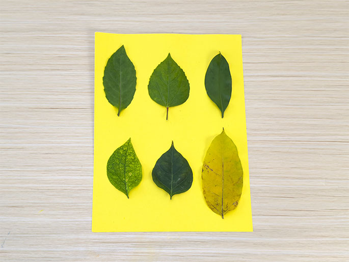 Six leaves are arranged on a bright yellow piece of paper, which rests on a light wood grain surface. The leaves are arranged in two rows of three. The top row features three vibrant green leaves, while the bottom row shows a light green leaf, a darker green leaf, and a yellow leaf. This image likely depicts a nature-based activity, perhaps for educational purposes, showcasing the variety and color changes in leaves.