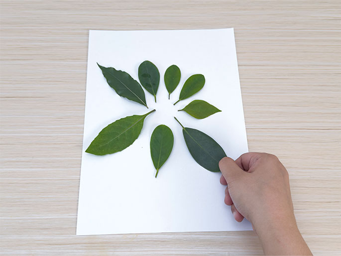 A hand arranges green leaves in a circular pattern on a white piece of paper, which rests on a light wood-grain table. The leaves vary slightly in size and shape, and they are positioned with their stems pointing inwards towards the center of the paper, creating a flower-like arrangement. The hand is in the bottom right corner, holding one of the larger leaves.