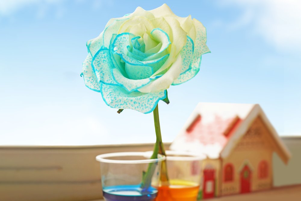 A single rose, delicately dyed in shades of white and turquoise, stands elegantly in a clear plastic cup partially filled with blue liquid. The rose's petals are speckled with tiny dots of colour, adding to its ethereal beauty. It is positioned in front of a blurred background featuring a miniature toy house and a bright, airy sky visible through a window. The overall impression is one of gentle serenity and delicate artistry, suggesting a calm, peaceful setting.