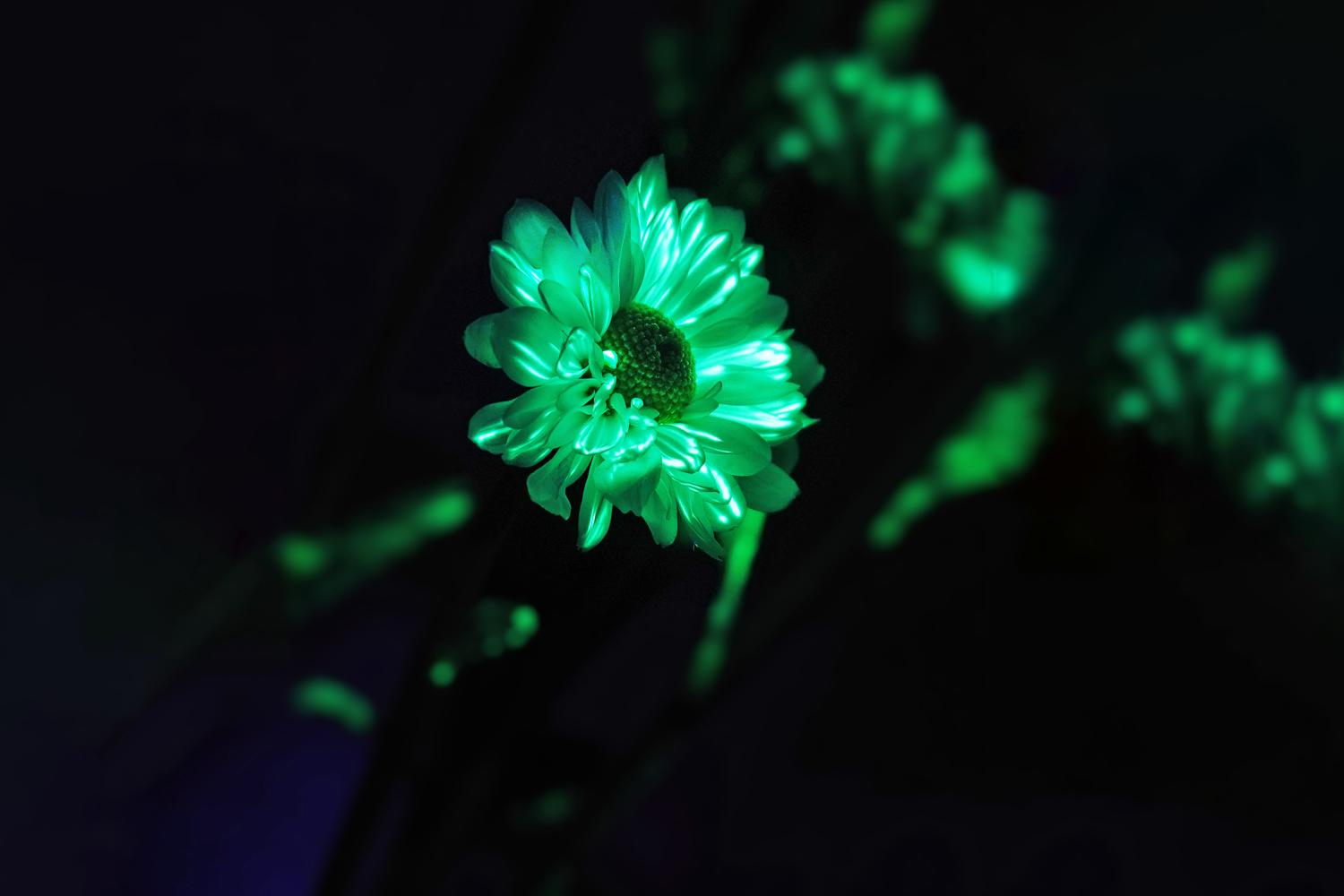 A single white flower, possibly a chrysanthemum, is dramatically illuminated in a vibrant, almost electric green hue. The flower is sharply in focus, its delicate petals clearly visible, whilst the background is shrouded in deep darkness, enhancing the luminescence. Other blurred flowers are visible in the background, also glowing green, but less distinctly. The image evokes a sense of mystery and otherworldliness, suggesting a magical or fantastical element.