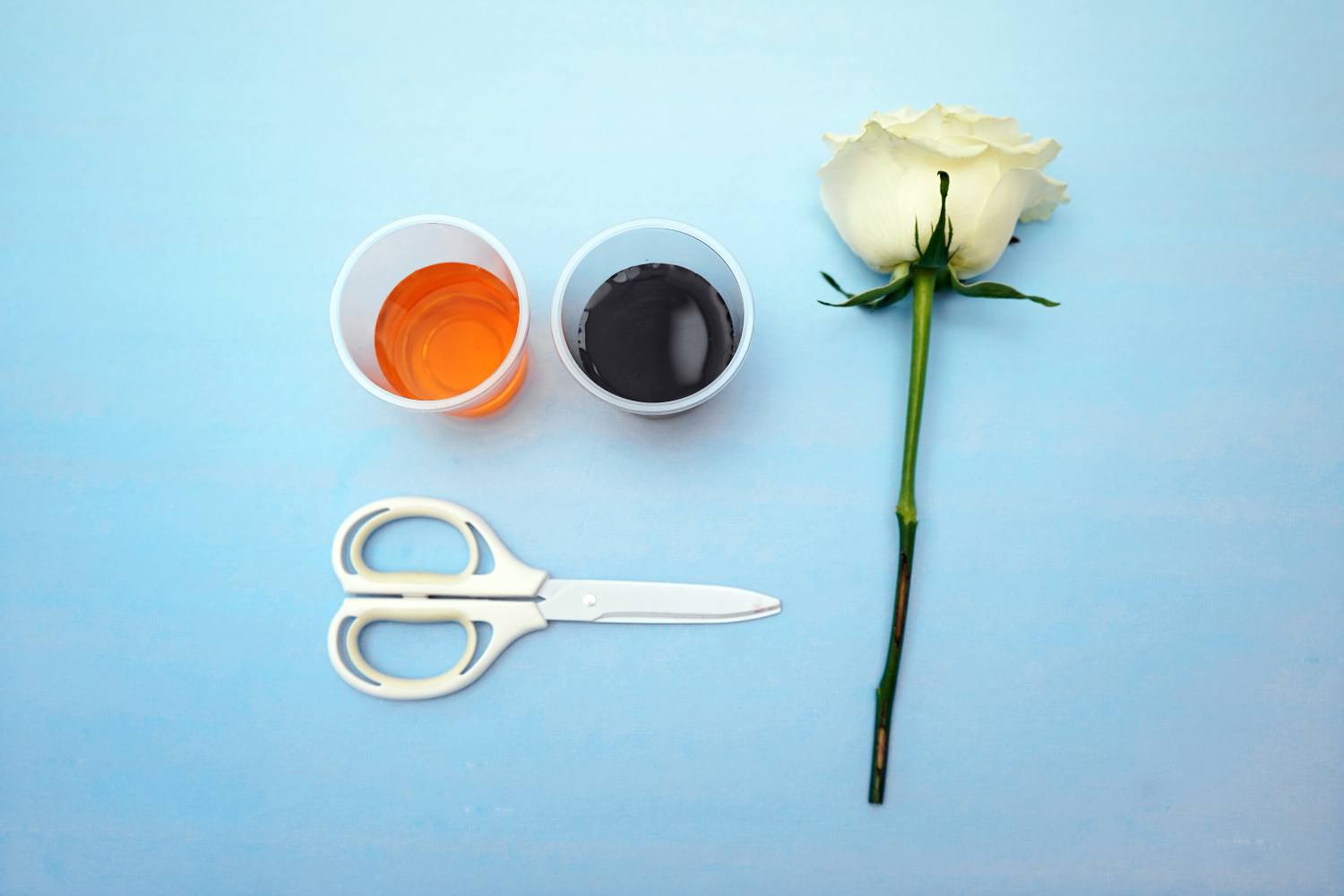 A flatlay image shows a single white rose lying on a pale blue surface, alongside two small plastic cups containing orange and dark coloured liquids, a pair of white scissors, and what appears to be the stem of another rose. The arrangement suggests a preparation for a flower dyeing experiment, with the two colours likely to be used to create a bicolour effect in the rose. The overall aesthetic is clean, simple, and suggestive of a craft or science project.