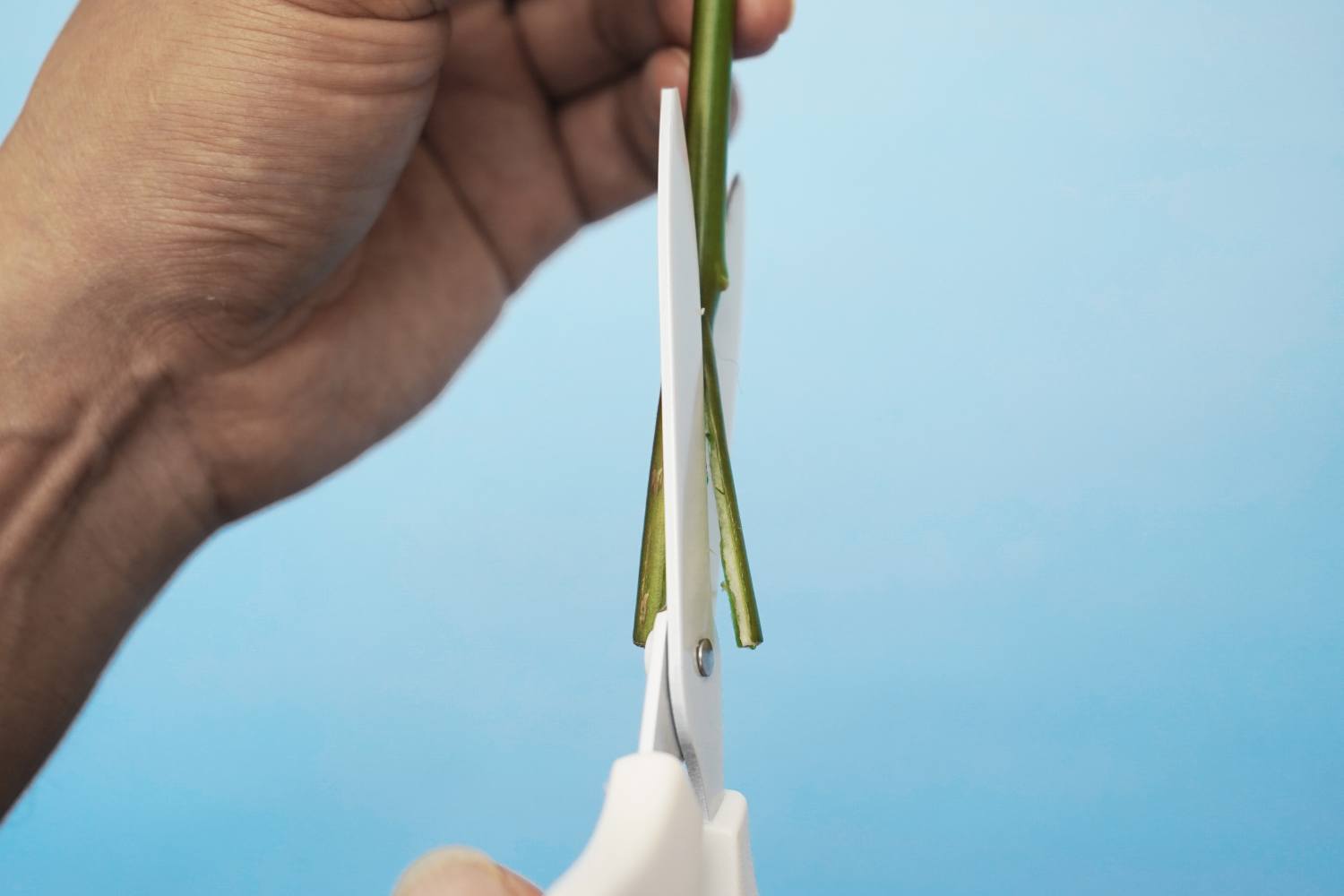 A hand holds a green plant stem, carefully positioning it within a pair of white scissors against a pale blue background. The scissors are poised to make a precise cut, splitting the stem into two. The image focuses on the detail of the cutting process, highlighting the clean lines of the scissors and the fresh green of the plant stem. The overall impression is one of precision and care, suggesting a delicate task in preparation for a further process, perhaps flower arranging or a scientific experiment.