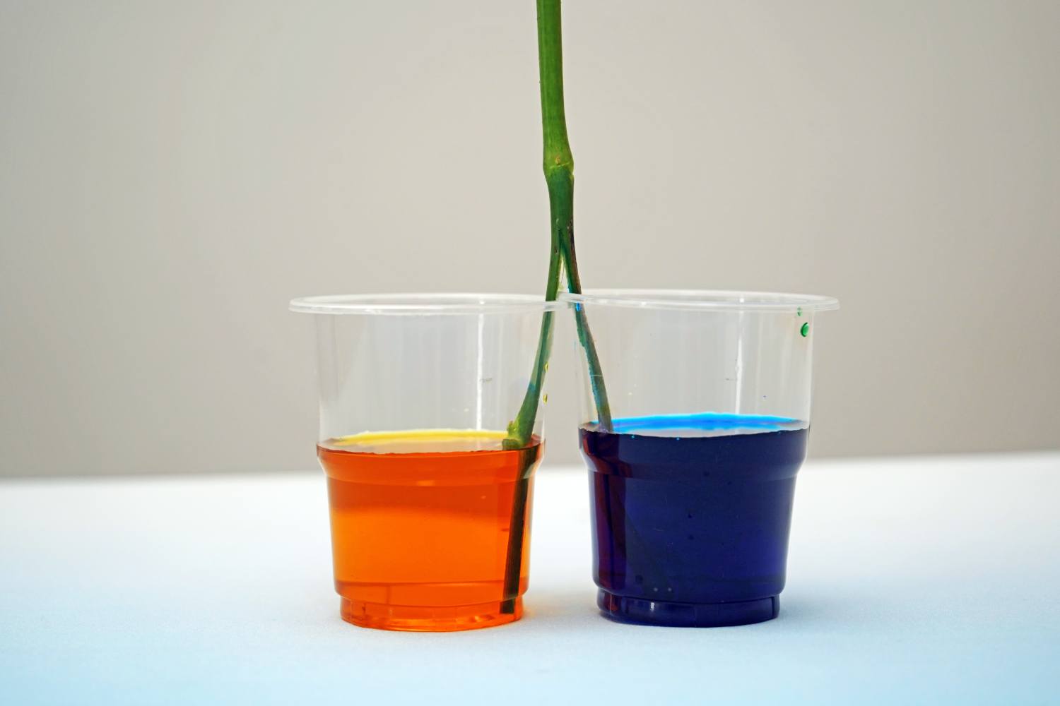A close-up shot shows a plant stem, split at the base, standing upright between two clear plastic cups. One cup contains a vibrant orange liquid, the other a deep blue. The stem appears to be positioned so that each half will draw up the coloured water, creating a bicolour effect. The cups sit on a white surface against a neutral background, highlighting the contrast between the green stem and the bright, artificial colours of the liquids. The image is simple yet effective in demonstrating a method of bicolour flower dyeing.