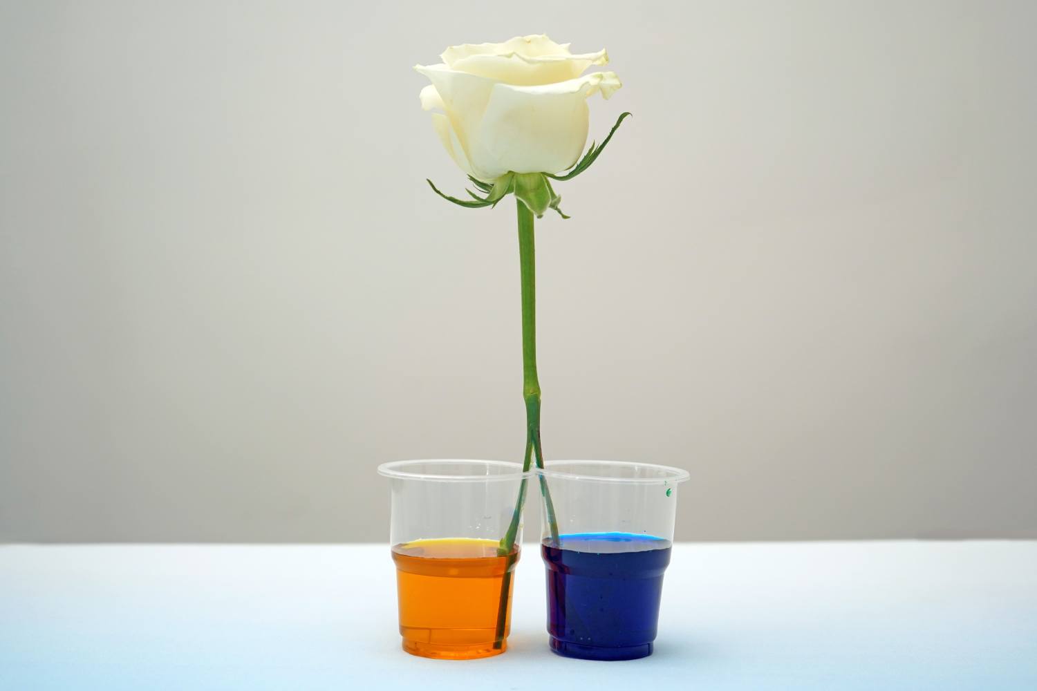 A single, pristine white rose stands tall, its stem carefully positioned between two clear plastic cups. One cup is filled with a bright orange liquid, the other with a vivid blue. The arrangement is set against a simple, off-white background, creating a stark contrast that highlights the flower's delicate beauty and the vibrant colours of the liquids. The image clearly depicts a preparation for a flower dyeing experiment, where the colours will be absorbed by the rose to create a bicolour effect.