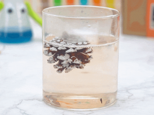A pine cone, partially painted white, floats near the surface of the water in a clear glass cylinder sitting on a marble countertop. A few small bubbles cling to the pine cone and the water's surface. Blurred in the background, a beaker of blue liquid, a novelty beaker with googly eyes and green arms, and colorful test tubes suggest a science experiment demonstrating the pine cone's buoyancy and/or water absorption.