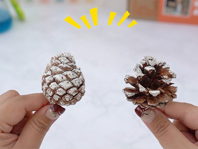 Two hands hold pine cones against a blurred white background. The pine cone on the left is tightly closed and covered in white paint, while the one on the right is open, with its scales spread out, and has less white paint, revealing more of its natural brown color. Yellow cartoon-style lines above the pine cones emphasize the difference between them. This image likely illustrates the results of a science experiment demonstrating how pine cones react to water, with the closed cone being the before and the open cone the after.