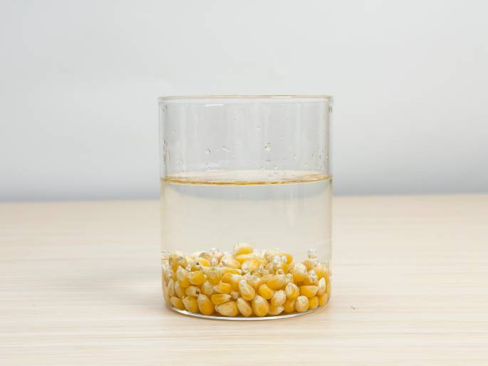 A clear glass beaker, partially filled with water, sits on a light woodgrain table against a plain off-white background. A quantity of dried corn kernels rests at the bottom of the beaker, submerged in the water. Tiny air bubbles cling to some of the kernels. This image suggests an experiment or the first step in a process involving corn.