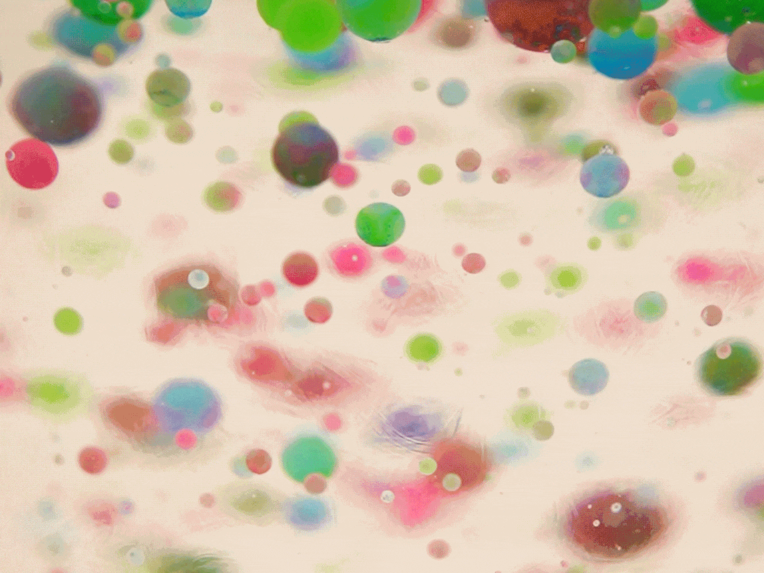 Numerous small, translucent spheres in various colors, including pink, green, blue, and purple, drift and float within a light-colored liquid. The spheres vary in size and appear to be slightly blurred or out of focus, creating a dreamy or ethereal effect. The light background enhances the vibrancy of the colors. The video offers a close-up, abstract view of colorful beads or gel balls suspended in a liquid.