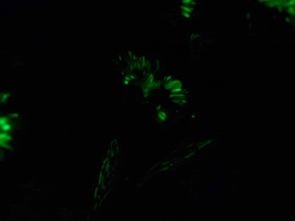 Against a pitch-black background, several daisy-like flowers glow with an intense, almost otherworldly, green luminescence. The petals and leaves are clearly defined by this vibrant glow, creating a striking contrast with the surrounding darkness. The video focuses on the flowers, showcasing their unusual and captivating bioluminescence or fluorescence.