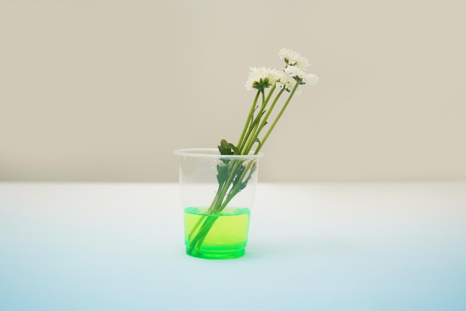 A small bunch of white chrysanthemum flowers stands in a clear plastic cup partially filled with bright green liquid. The stems are submerged in the liquid, and the flowers lean slightly to one side. The cup rests on a pale blue surface against a blurred, off-white background. The image is simple and clean, suggesting a science experiment or a craft project involving the absorption of coloured liquid by flowers.