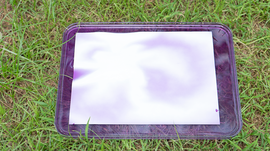 Crikey, look at that! A sheet of paper is sitting in a tray of purple liquid, and the colour is starting to seep into the paper. It's all rather lovely and mysterious, innit? Let's see what sort of patterns emerge!