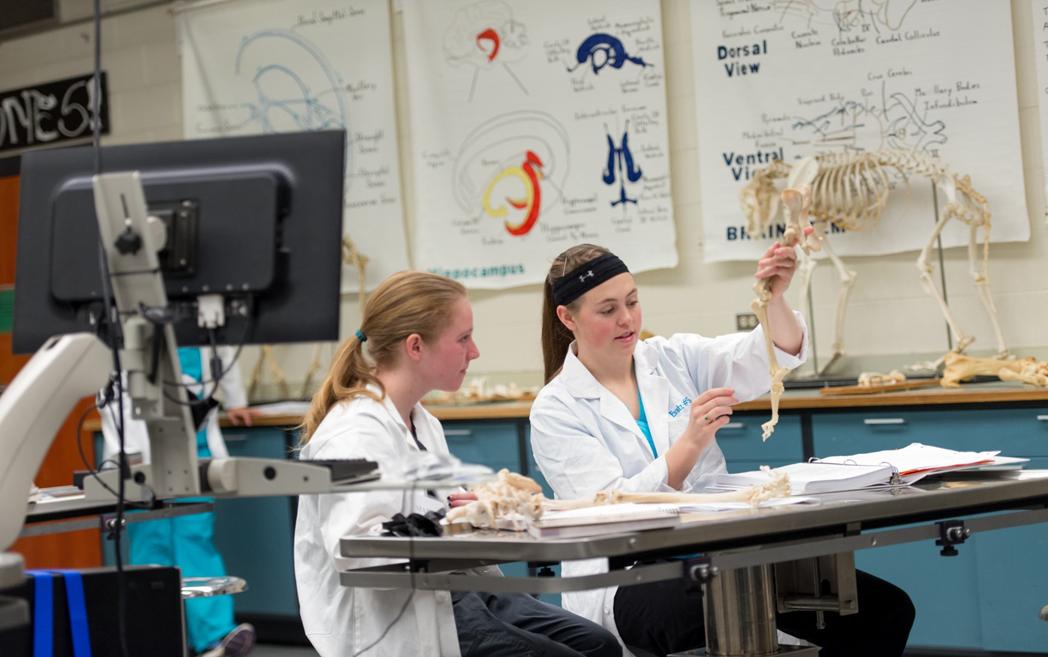 Two veterinary students, wearing white lab coats, meticulously examine animal bones on a stainless steel table in a well-equipped laboratory, showcasing their dedication to anatomical studies.