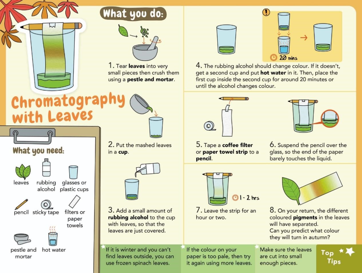 A colorful and illustrated guide to performing chromatography with leaves. The guide is broken down into two sections: What you need and What you do. The What you need section lists the materials needed for the experiment, including leaves, rubbing alcohol, glasses or plastic cups, a pencil, sticky tape, filters or paper towels, a pestle and mortar, and hot water. The What you do section provides step-by-step instructions for performing the experiment, illustrated with colorful drawings.