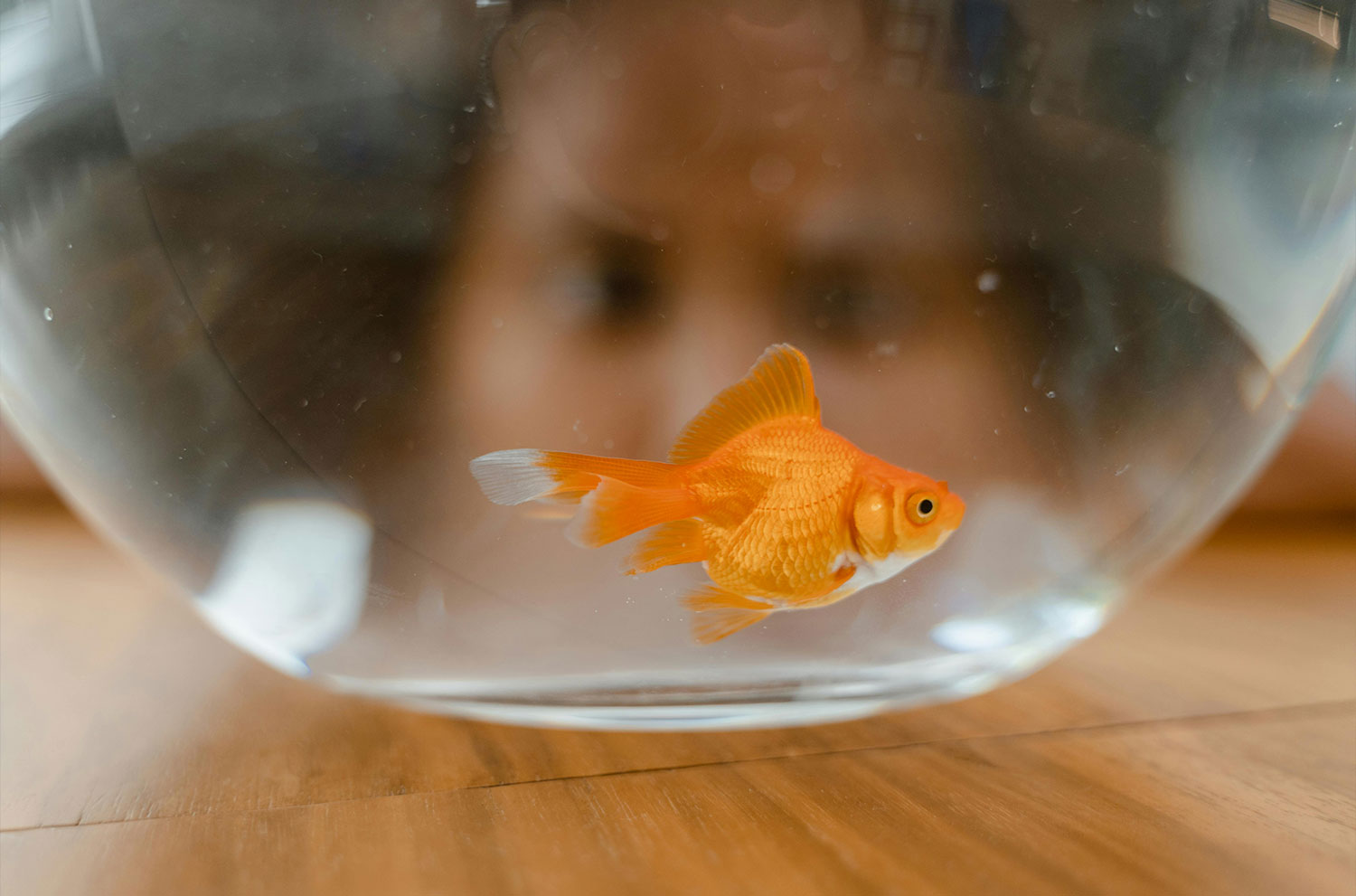 A single goldfish swims in a round glass bowl placed on a light wooden surface. The fish is a vibrant orange with white-tipped fins and tail. The blurred face of a person peering into the bowl is visible through the glass, suggesting they are observing the fish. The focus is on the goldfish, with the observer's face and the wooden table slightly out of focus.
