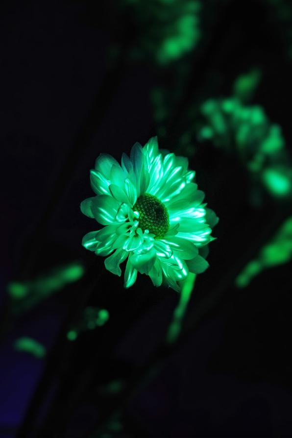 A green flower from a STEM project with a black background