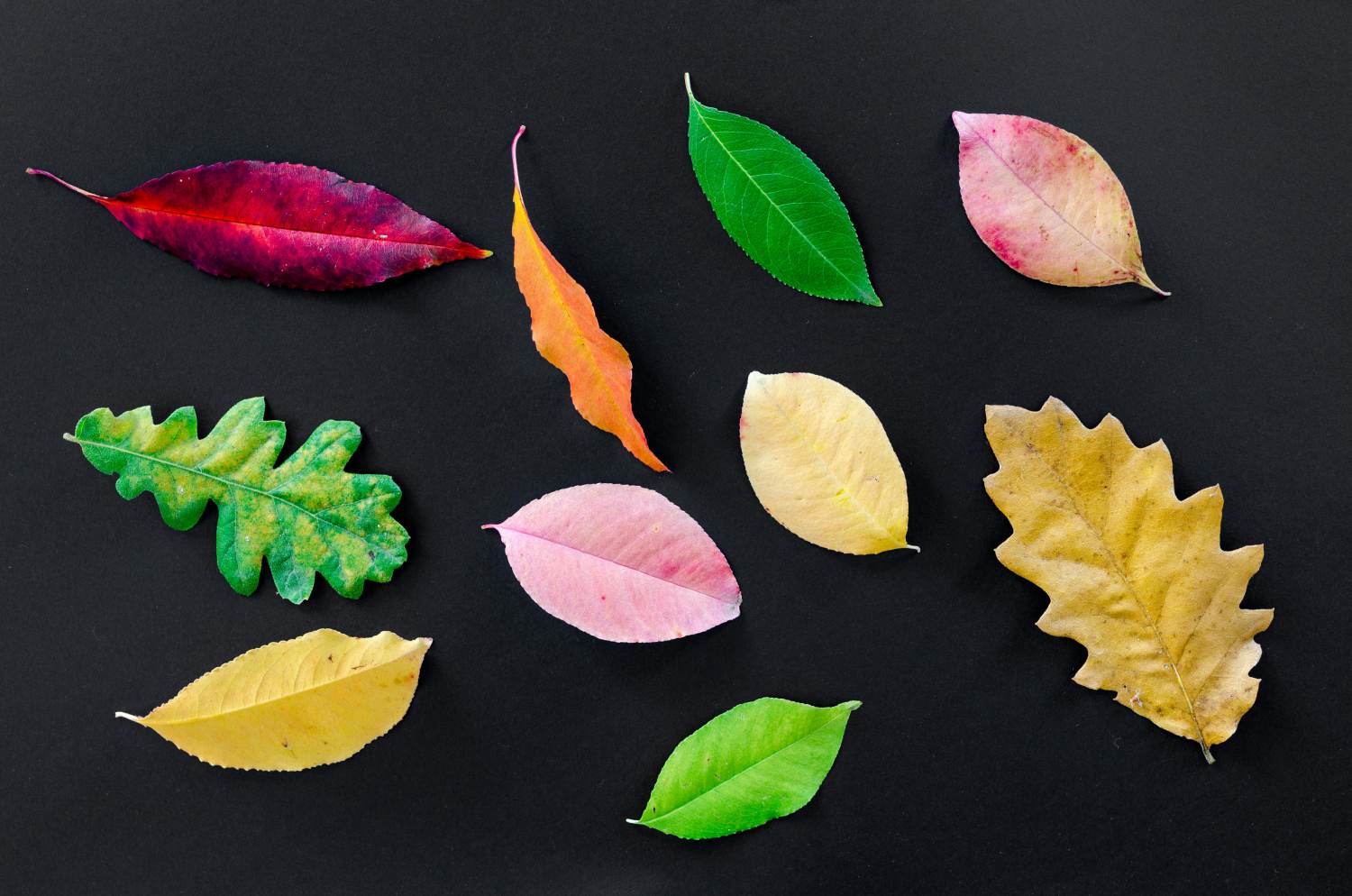 A vibrant collection of ten different leaves, showcasing a variety of shapes and colors including red, orange, yellow, pink, and green, arranged in a flat lay on a solid black background.