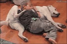 A young boy, likely a toddler, lies on a light brown floor, playfully interacting with a white dog, possibly a Labrador or similar breed. The boy, dressed in dark pants and a dark shirt, hugs and nuzzles the dog. The dog appears relaxed and tolerant of the boy's affection, occasionally licking the boy's head. The scene is indoors, and a partially visible round object, perhaps a cushion or ottoman, can be seen in the top left corner.